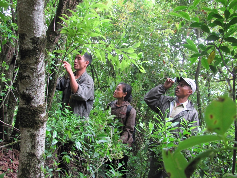 khasi villagers working on biodiversity inventory cotap