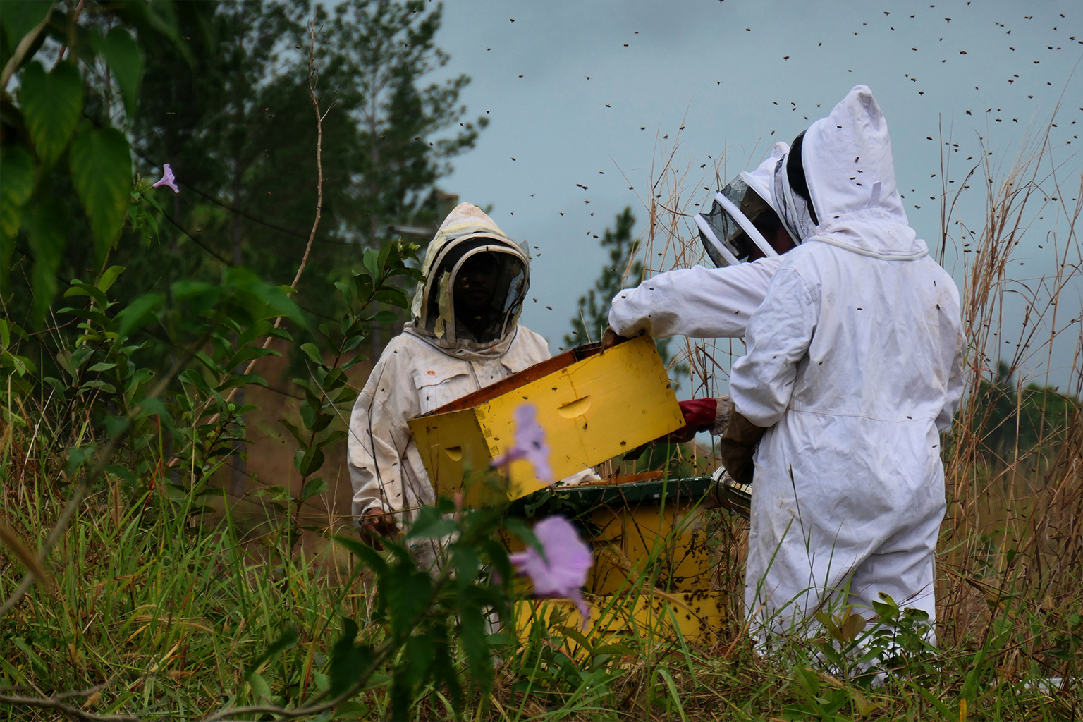 Batiri beekeepers extract frames full of honey from their community hives. Image by Monica Evans for Mongabay.